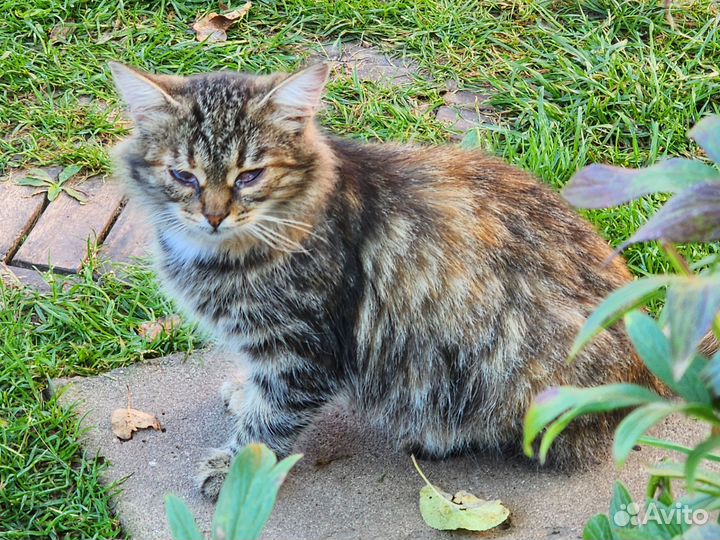 Несчастной Дарине нужен дом
