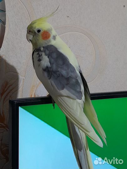 Попугай корелла девочка