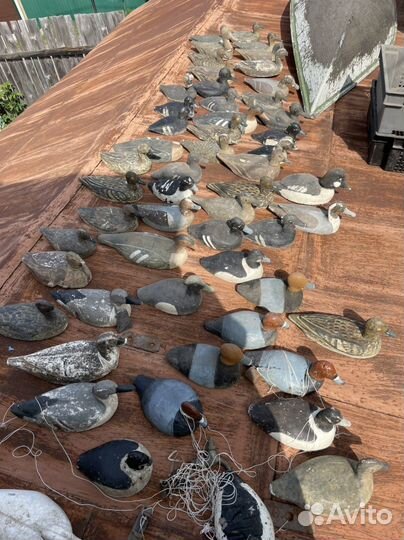 Утка приманка