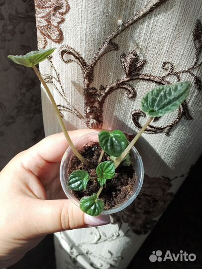 Пеперомия сморщенная