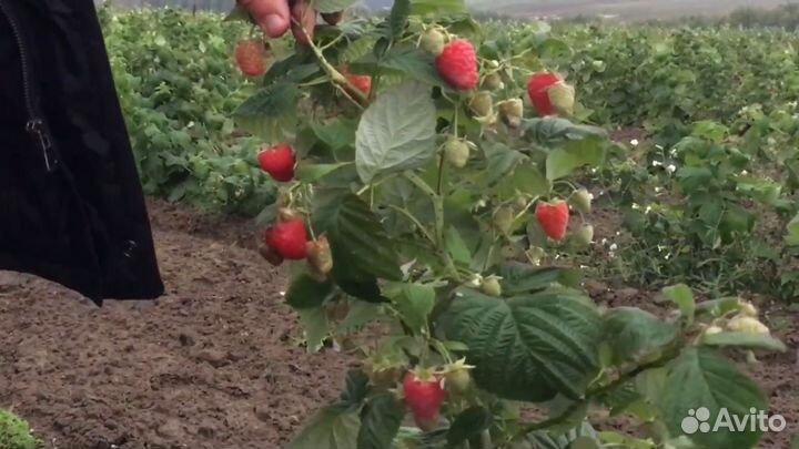 Рентабельный бизнес. От 30 годовых