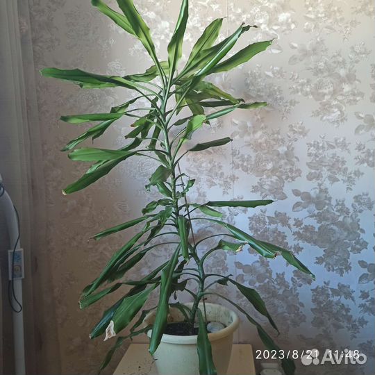 Большие комнатные цветы