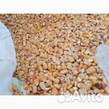 Зерно кукурузы фуражное гост