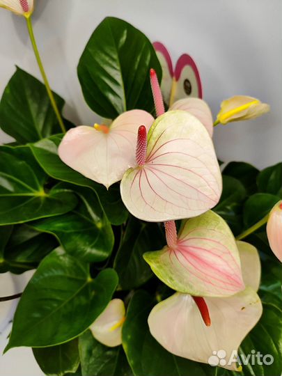 Антуриум фэнтези лав d21