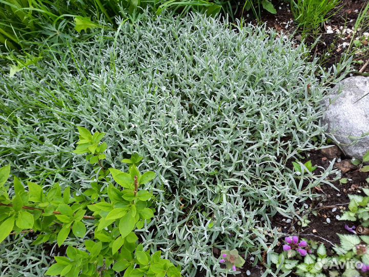 Нитевидная вероника, яснотки, ясколка, барвинки