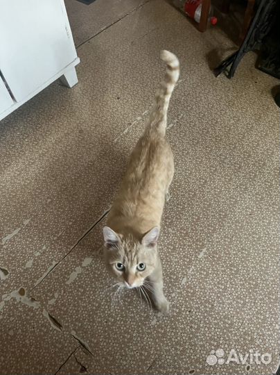 Котик - оранжевое счастье