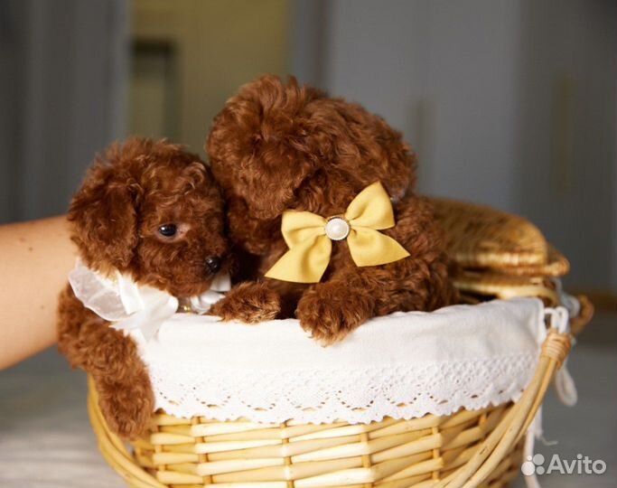 Той-пудель тикап щенки