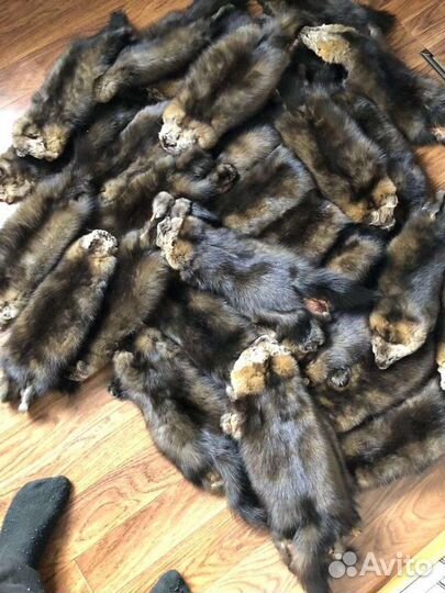 Шкуры соболь крупный