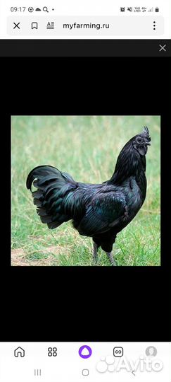 Ухейилюй молодые петухи