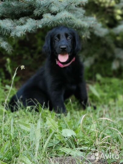 Прямошерстный ретривер