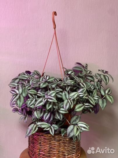 Традесканция зебрина d19