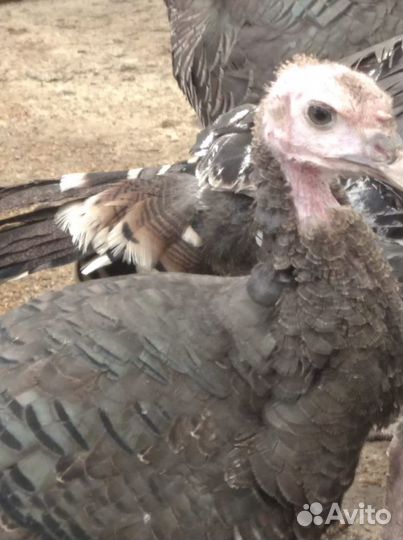 Петухи, индоутка с утятами, индюки