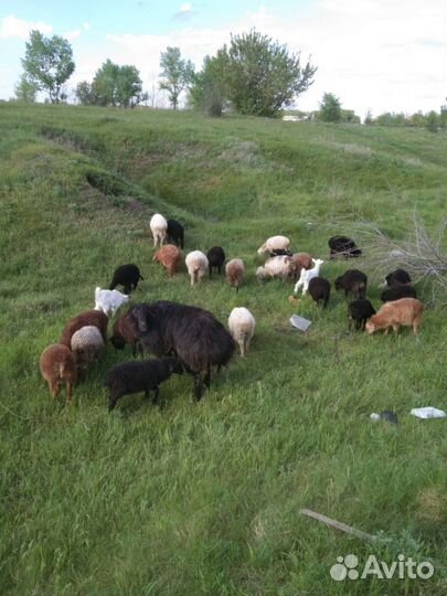 Овцы Бараны ягнята