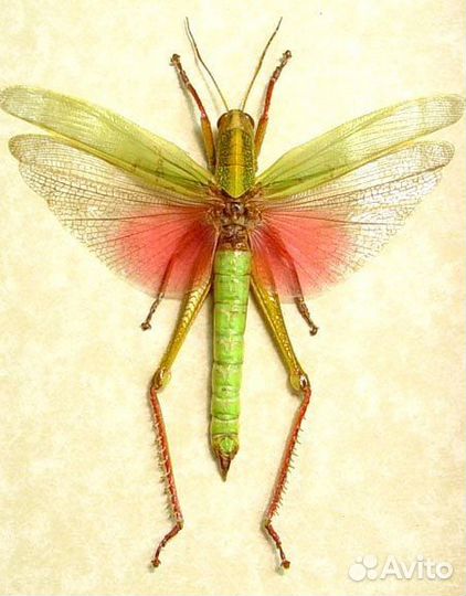 Кузнечик розовый в раме