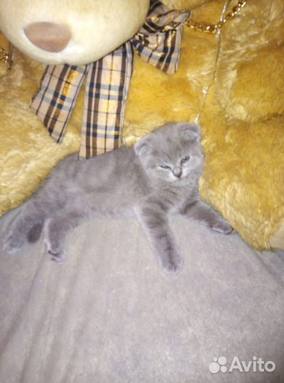 Британские вислоухие котята