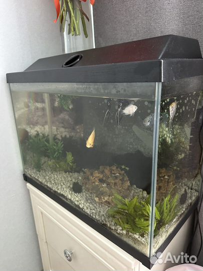 Аквариум
