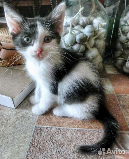 Ла-перм лаперм