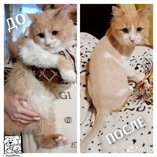 Стрижка кошек и котов (выезд на дом). Грумер VIP