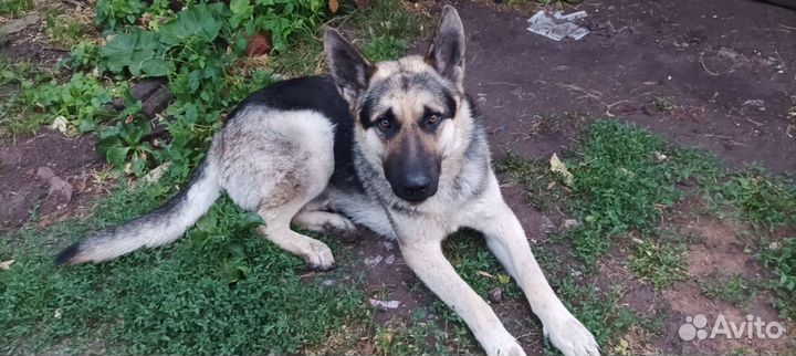 Вязка кобель Восточноевропейская овчарка