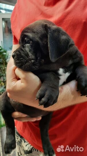 Продается черная девочка