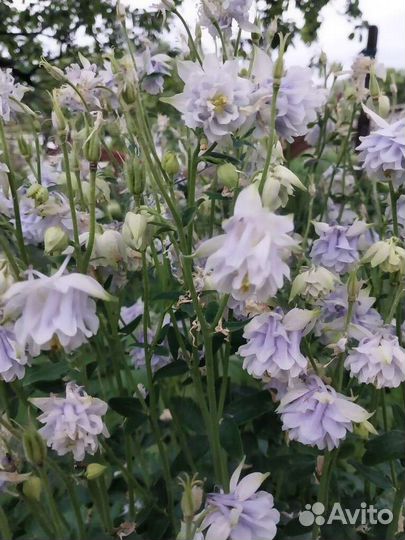 Многолетники (саженцы)