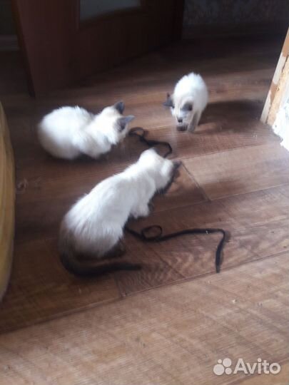 Котята уличные