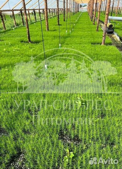 Сеянцы на лесовосстановление Ель Голубая зкс