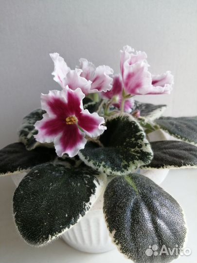 Цветущие фиалки 