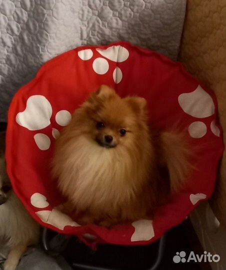 Померанский шпиц