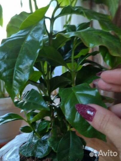 Кофе аравийский (арабика)