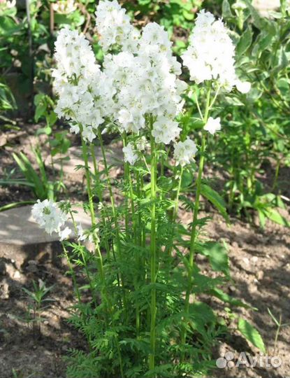 Семена цветов