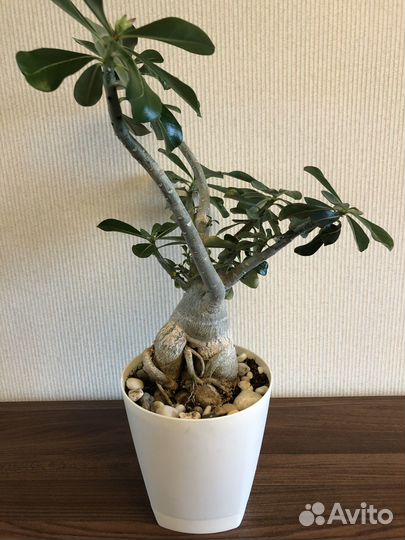 Адениум взрослый