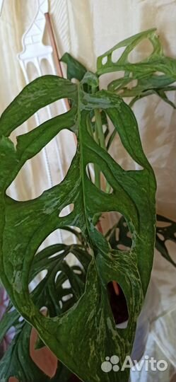 Монстера Адансона мрамор Индонезия
