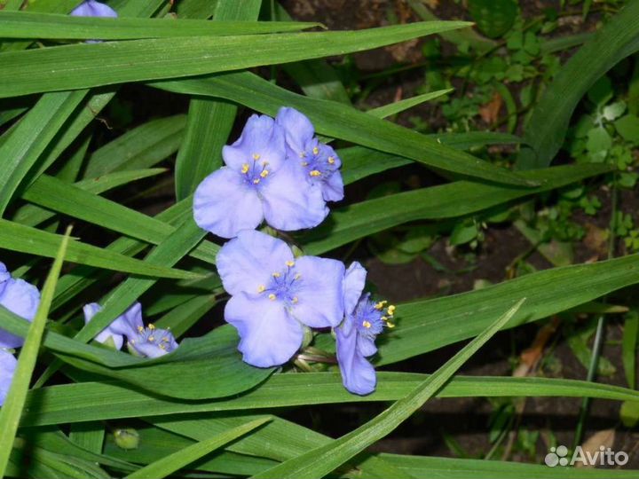 Традесканция садовая