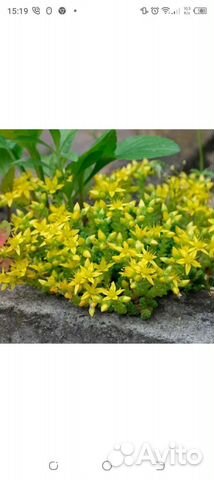 Очиток - седум. (Почвопокровный) купить в Красноярске | Товары для дома ...