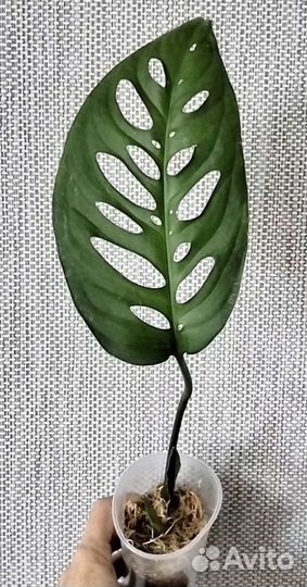 Монстера Эскелето