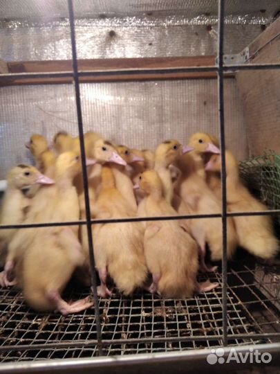 Индоутки - семья. Взрослые куры и семьи