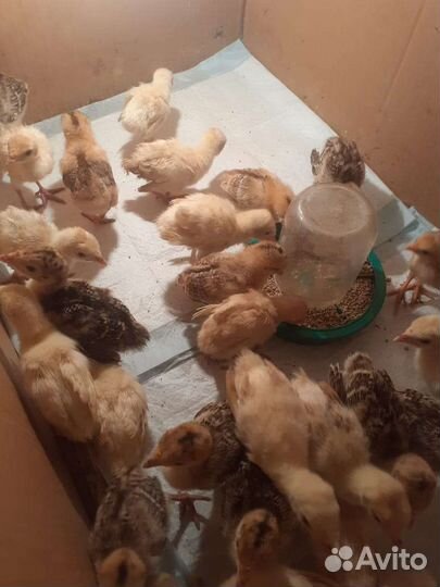 Индюшата белые широкогрудые и бронзовые