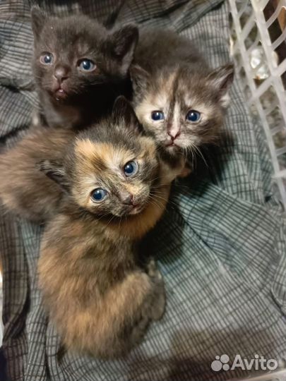 Котята отдам бесплатно