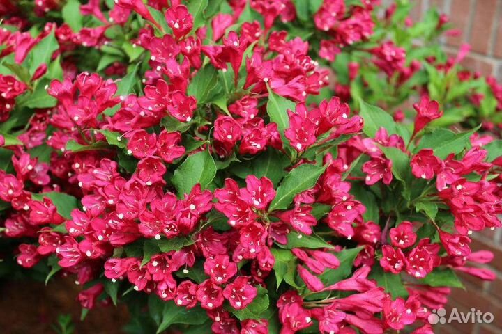 Многолетники для сада цветы