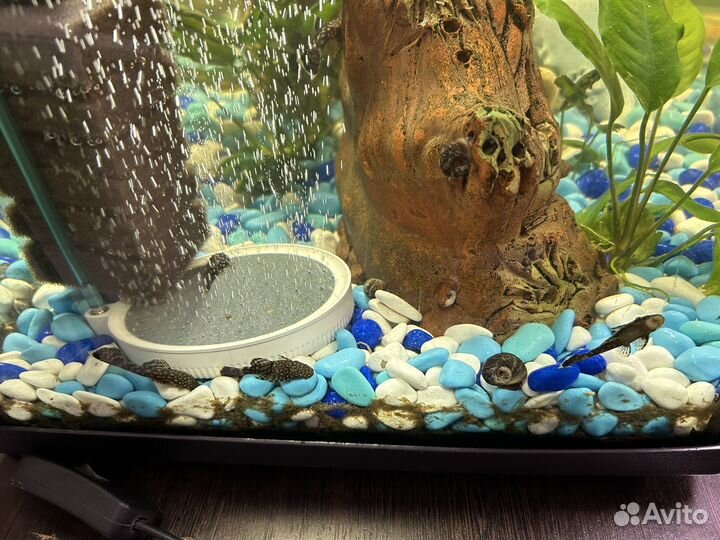 Сомики анциструсы