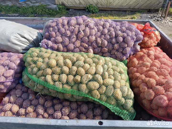 Семенной картофель