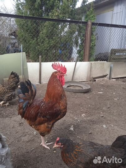 Куры петухи