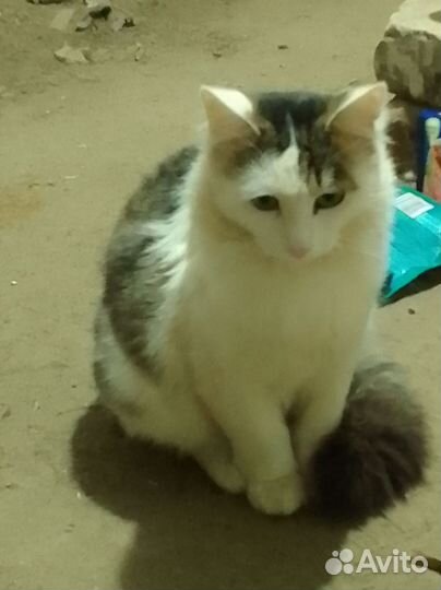 Пуховый комочек