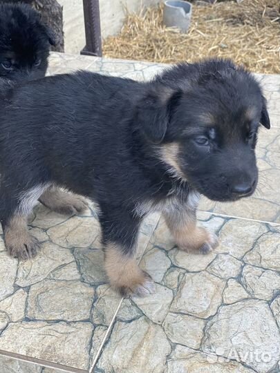Продам щенка (девочка) немецкой Овчарки