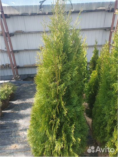 Туя западная Smaragd 120140 см Кедр Брабант
