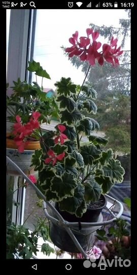 Пеларгония герань