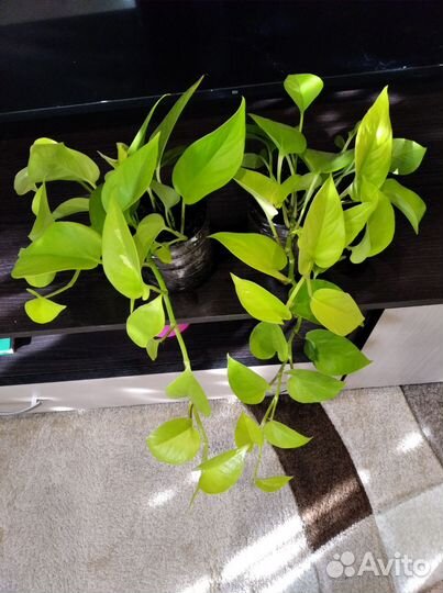 Сциндапсус лайм, неон