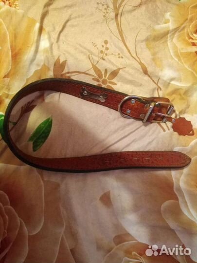 Ошейник для собак