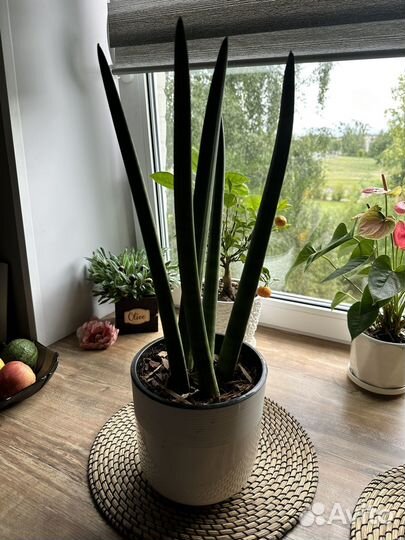 Сансевиерия цилиндрика